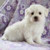 Bichon frise puppies for sale in ga