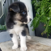pomsky puppy full grown