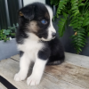 pomsky puppy full grown