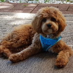 Cavapoo puppies in LA