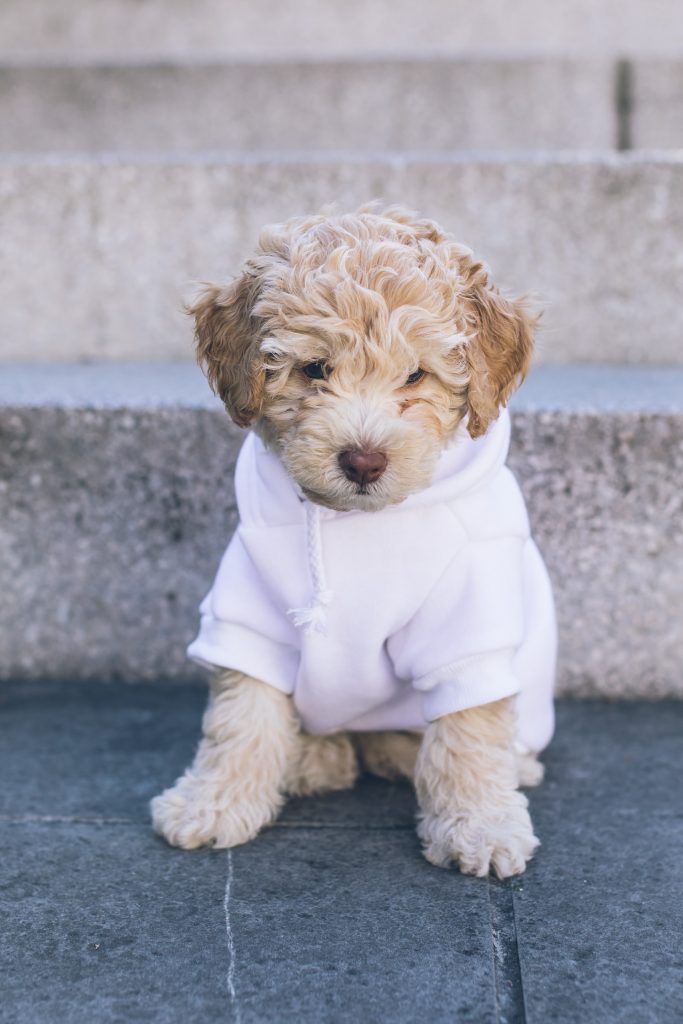 cavapoo puppy for sale under $500
